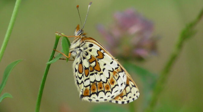 Schmetterlingsbericht Nordsaarland KW25