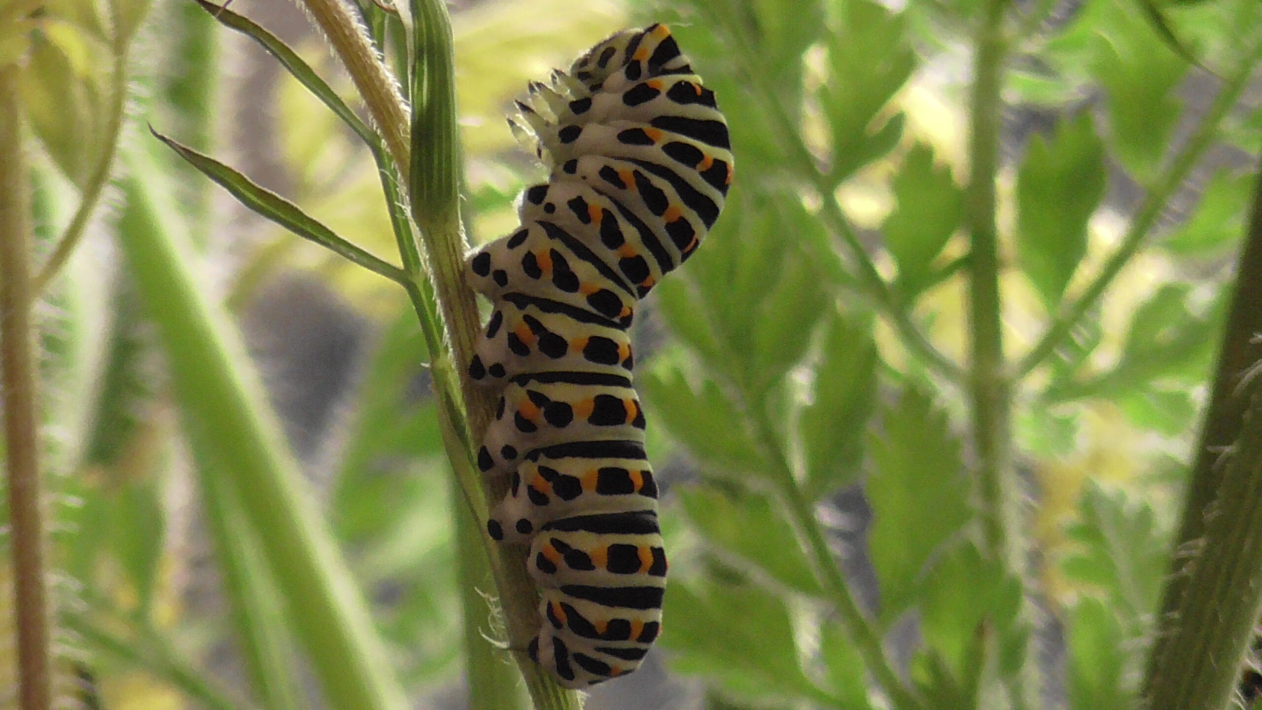 Papilio machaon L4